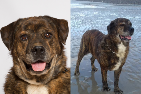 NAPOLEÓN, UN PERRO FELIZ