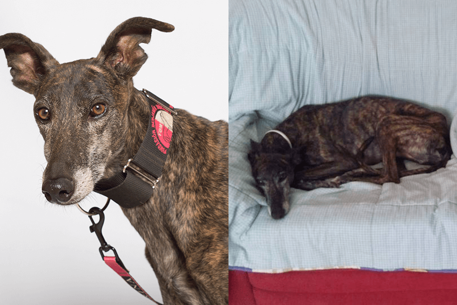 Áaron, un galgo de Sevilla